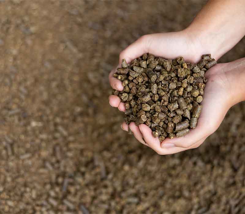 Canola Meal